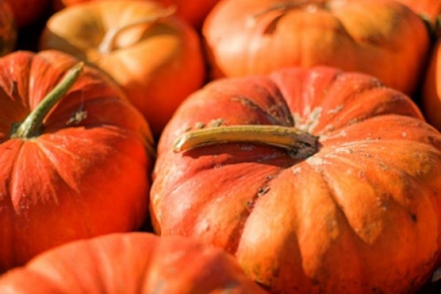 Pumpkin Festival… from the garden to the table