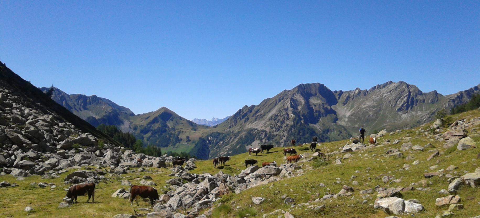 Nel Monte Rosa