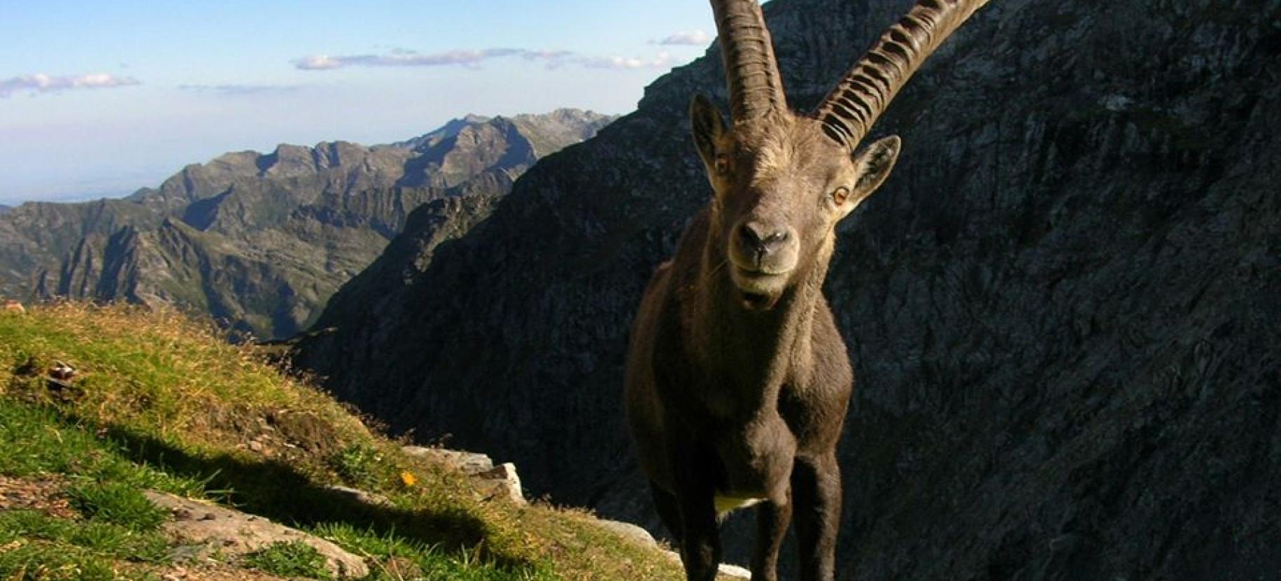 Ibex