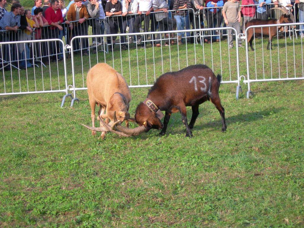 Batailles des Chèvres (Goat fight)