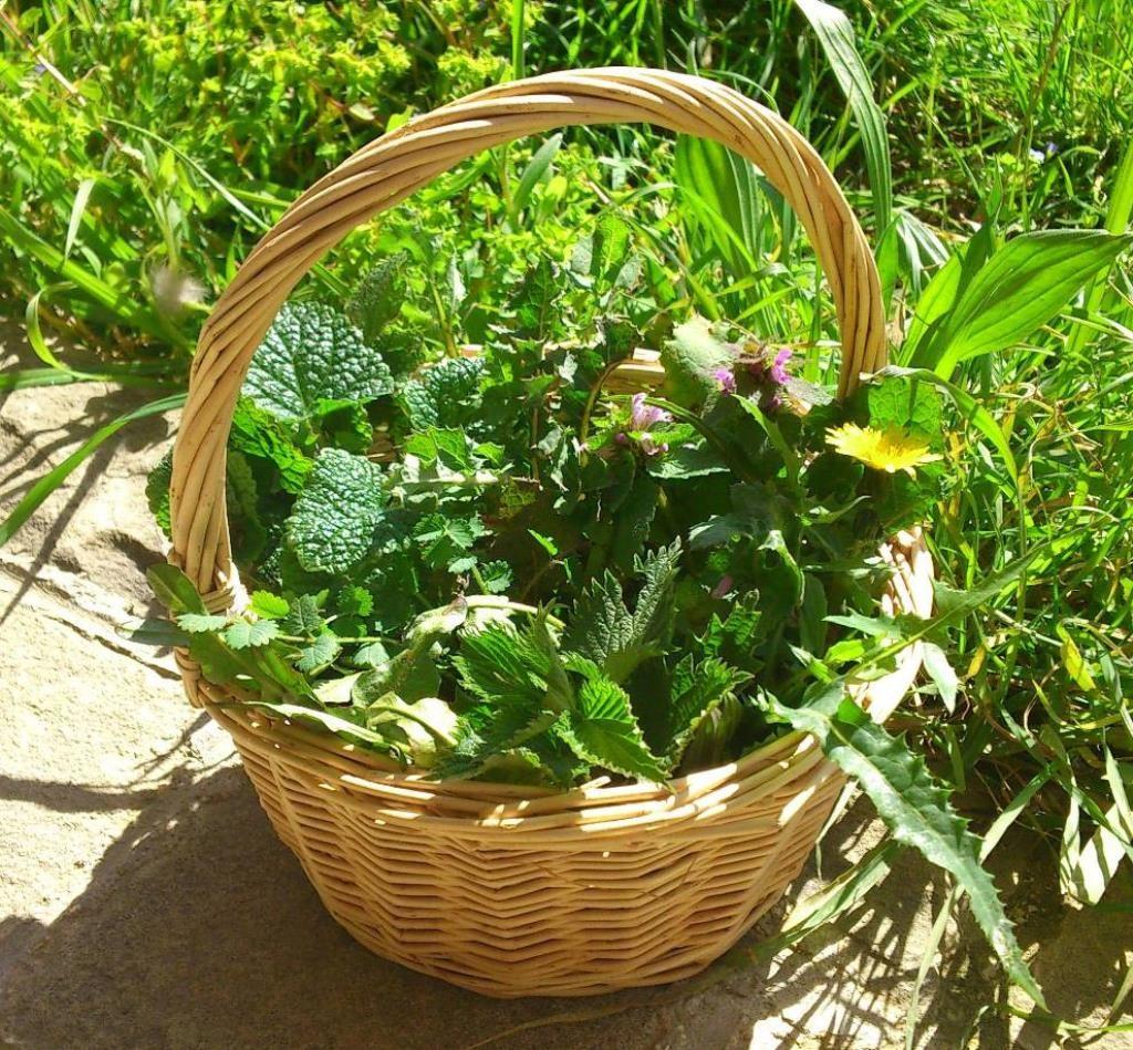Edible wild herbs