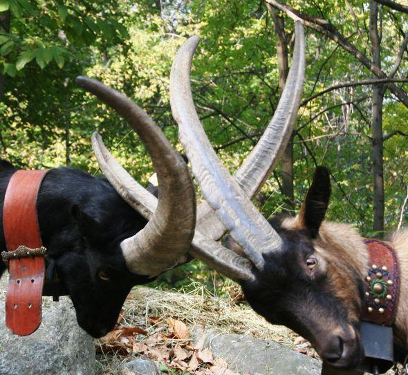 Batailles des Chèvres (Goat fight)