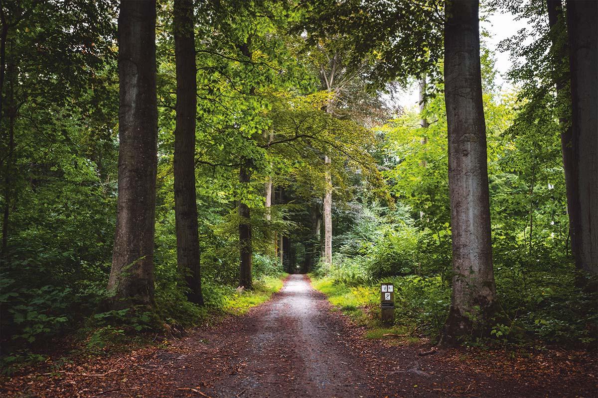 passeggiata nel bosco